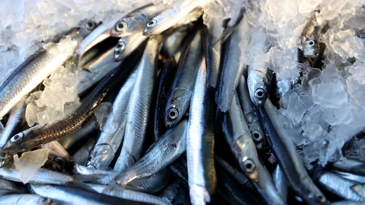 İğneada açıklarında hamsi bereketi! Vatandaşın yüzü güldü