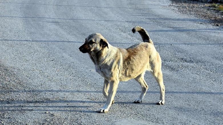 İstanbul Valiliği sahipsiz köpeklerin toplanması için düğmeye bastı! Toplamayanlar hakkında suç duyurusu yapılacak